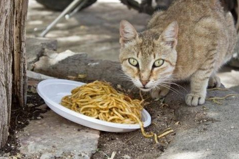 Kucing Peliharaan Suka Makan Mie, Gak Bahayakah?