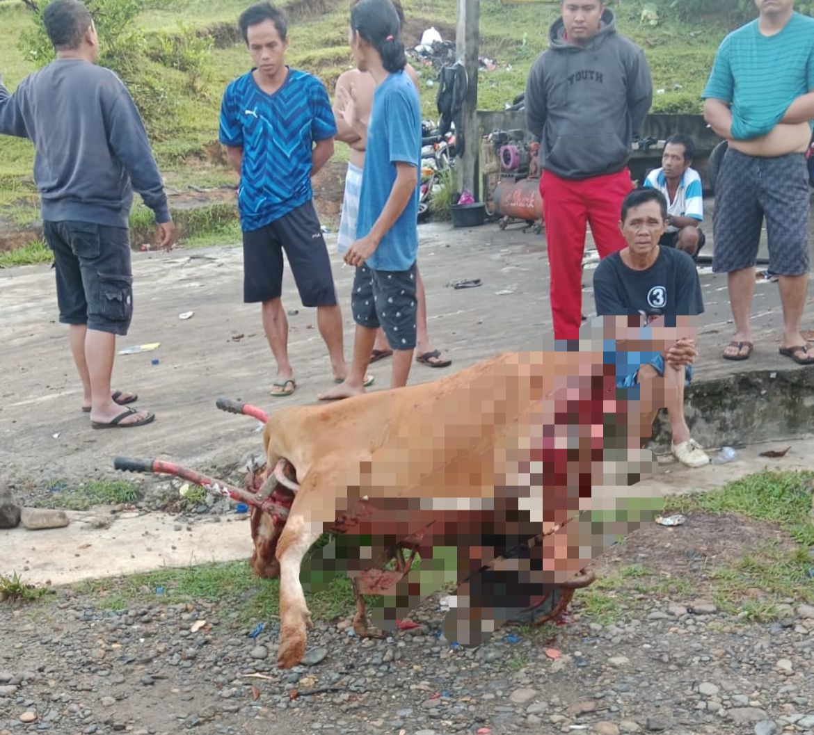 Pencurian Hewan Ternak Marak di Dusun Baru I, Satu Ekor Sapi Ditemukan Terpotong