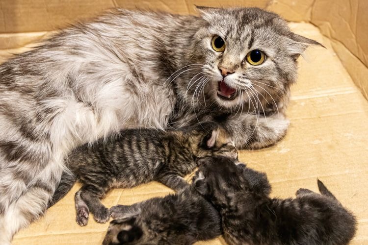 Apakah Baby Blues Bisa Terjadi Pada Induk Kucing? Ini Penjelasannya