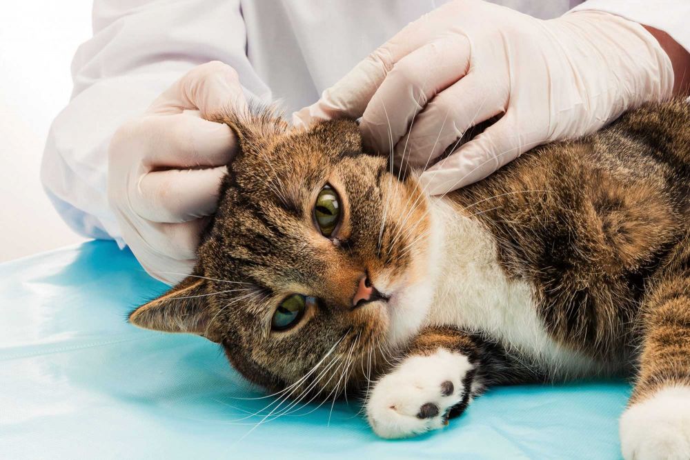 Lakukan Cara Sederhana Ini agar Kucing Peliharaanmu Terhindar dari Penyakit Kulit