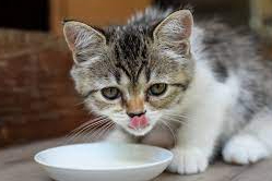 10 Tips Meningkatkan Nafsu Makan Kitten, Bisa Buat Kucing Gemuk dan Sehat