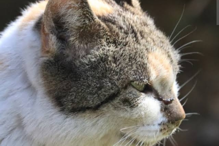 Begini Cara Mengetahui Kucing Peliharaan Sudah Menua, Kuy Simak