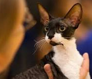 Keistimewaan Kucing Cornish Rex : Dari Bulu Keriting, Tubuh Elegan Hingga Mata Bulat dan Besar