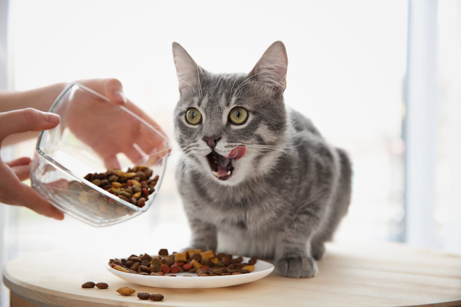 JANGAN SALAH PILIH! Ini 7 Rekomendasi Dry Food Kucing untuk Pemula