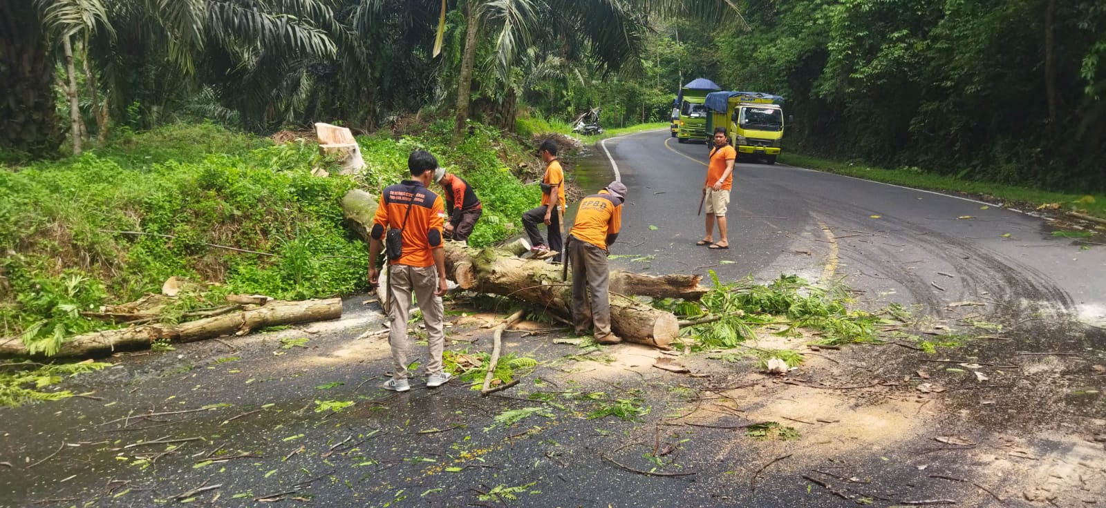 Waspada! Pohon Tumbang dan Tanah Longsor Terjadi di 3 Titik Kawasan Jalan Lintas Liku Sembilan Bengkulu Tengah