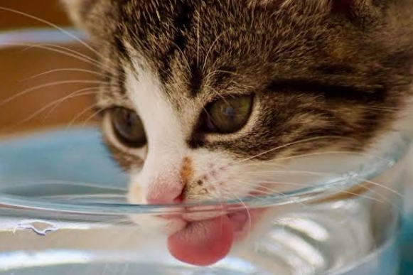 Kucing Tidak Langsung Minum Setelah Makan, Ini Alasannya 