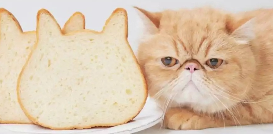 Kucing Dikasih Makan Roti, Gak Bahaya Ta? Cat Lovers Wajib Tahu!