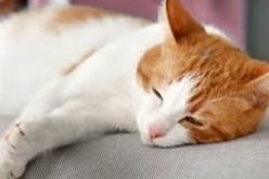 Kenali Ciri-Ciri Kucing Terkena Toxoplasma, Cegah dengan Cara Berikut