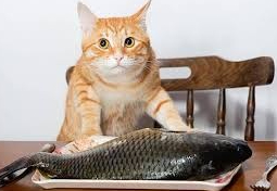 Ternyata Kucing Kampung Tidak Boleh Diberi Makan Ikan Sembarangan, Benarkah?