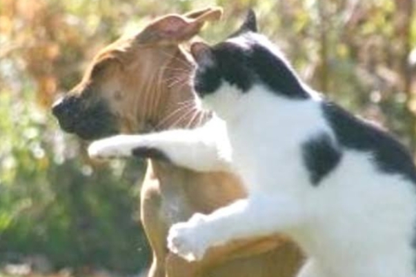 Permusuhan Anjing dan Kucing Bermula di Bahtera Nabi Nuh, Begini Kisahnya 