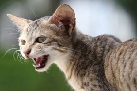 Cat Lovers Harus Tahu Nih, Jenis-Jenis Suara Kucing dan Artinya Biar Tak Gagal Paham 