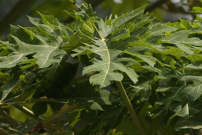 Tak Sepahit Kehidupan, Pahitnya Daun Satu Ini Bikin Tubuh Sehat 