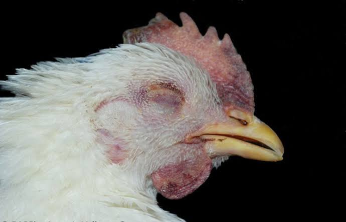 Kenali Penyakit Flu Burung Baru, Jangan Sampai Tertular 