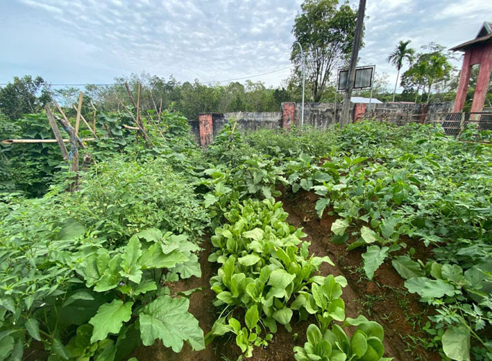 Kepala Desa Lagan Bungin Sulap Pekarangan Kantor Desa Jadi Lahan Produktif