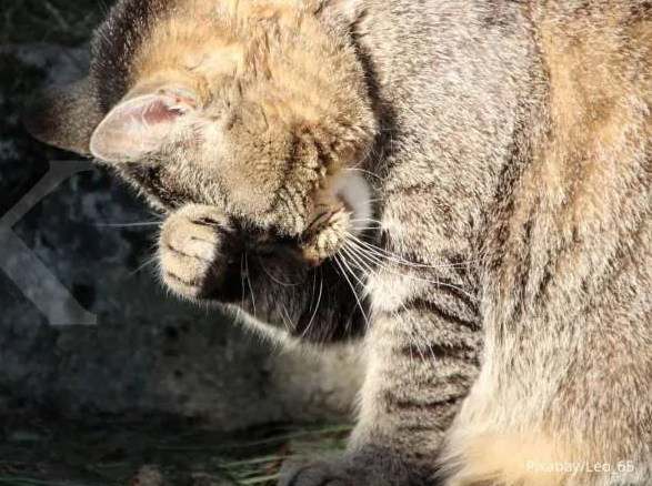 Kucing Mengalami Muntah Darah, Jangan Buru-buru Panik! Ketahui Dulu Penyebab dan Lakukan Pertolongan Pertama