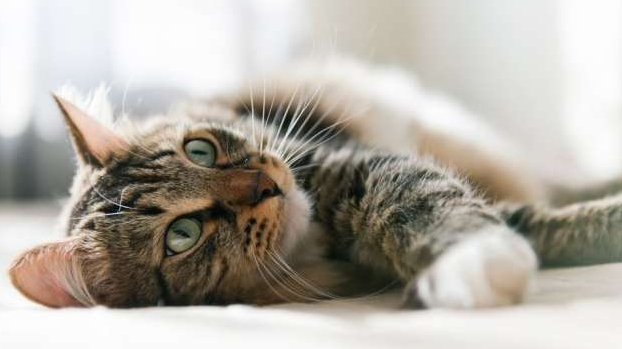 4 Cara Mencegah Pinjal pada Kucing, Perhatikan Gejalanya Sebelum Makin Parah