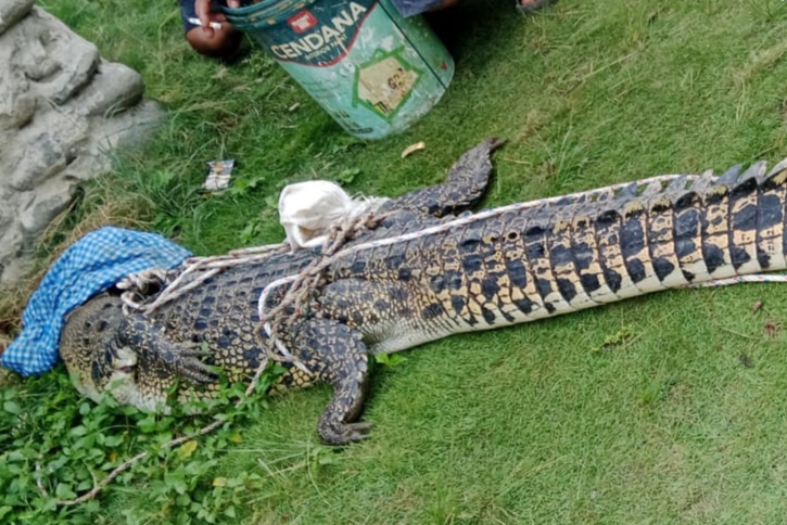 HEBOH! Buaya Sepanjang 2,5 Meter Tersangkut Jaring Nelayan Pondok Kelapa, Ini Penampakannya