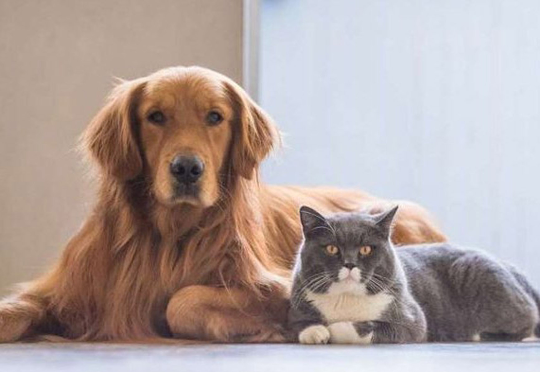 Waspada! Cacing Parasit dari Kucing dan Anjing Bisa Mengancam Kesehatan Keluarga, Ini Kata Ahli
