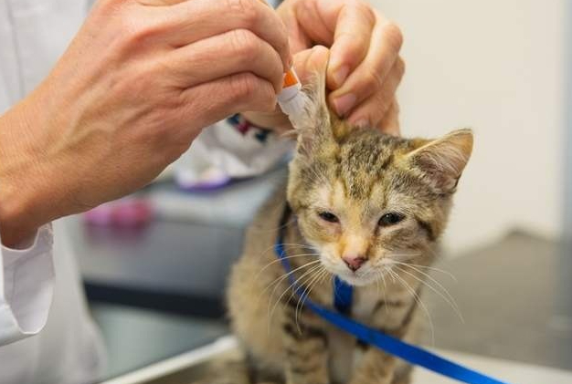 Bingung Memilih Obat Tetes Telinga untuk Kucing? Berikut Rekomendasinya