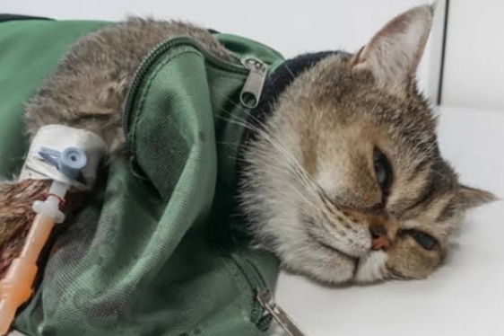 CAT LOVERS WAJIB TAHU, Jenis Penyakit yang Bisa Menyerang Kucing