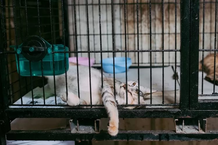 Mana yang Lebih Baik, Mengurung Kucing di dalam Kandang atau Membiarkannya di Luar?