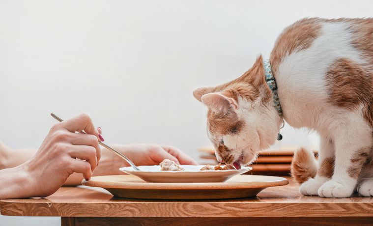 Apakah Makanan yang Dijilati Kucing Dapat Dianggap Najis? Simak Penjelasan Dalam Konteks Agama dan Individu