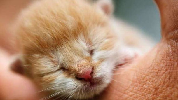 5 Masalah Kesehatan yang Paling Rentan Menyerang Kitten Tanpa Induk, Apa Saja?