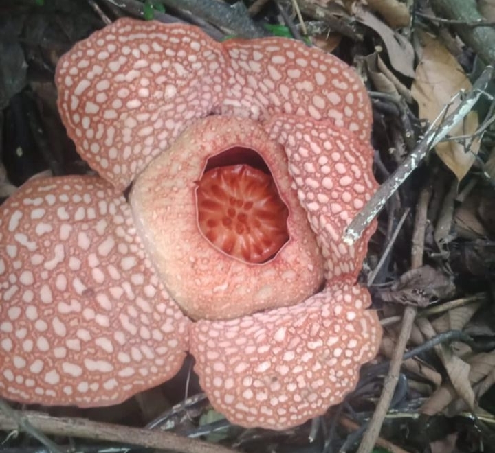 Bunga Rafflesia Tumbuh Mekar di Kebun Karet Warga Lagan Bungin