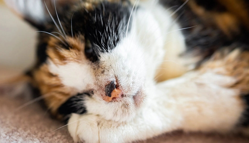 Panduan Lengkap Tentang Abses Kucing : Penyebab, Gejala, Pengobatan Serta Pencegahan