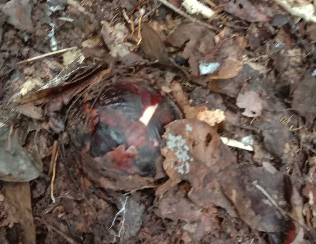 Kabar Gembira, Rafflesia Arnoldii Diprediksi Kembali Mekar di Liku Sembilan Mei Mendatang