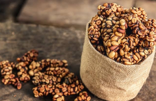 Rahasia Kopi Luwak Terungkap! Lebih Sehat dari Kopi Biasa?