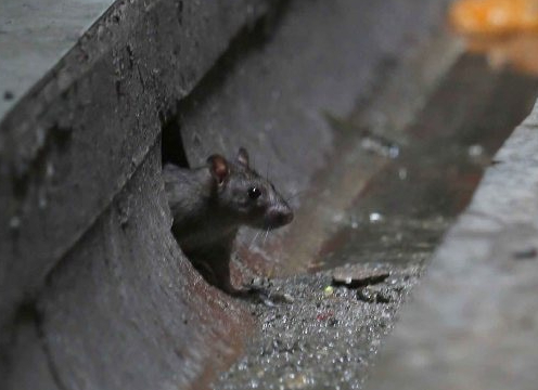 Musim Hujan, Waspada Penyakit Leptospirosis yang Sangat Berbahaya