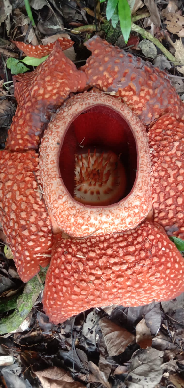 Bunga Rafflesia Kembali Mekar, Lokasinya Tak Disangka-sangka