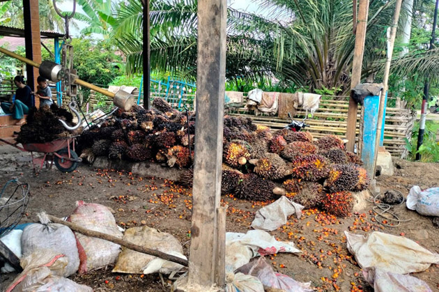 Petani Sawit Bengkulu Tengah Mulai Tersenyum, Harga TBS Berangsur Membaik