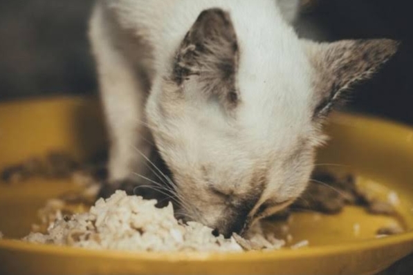 Bolehkah Kucing Persia Diberi Makan Nasi, Simak Penjelasannya 