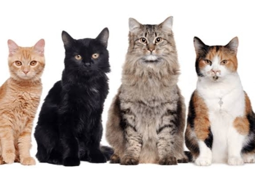 Anti Ribet! Meramu Makanan Basah Kucing, Ini Resep Sederhana yang Bisa Cat Lovers Coba di Rumah