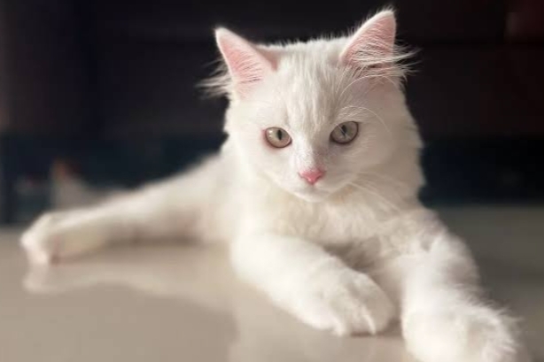 Sederetan Sifat Unik Kucing Persia yang Harus Kamu Tahu