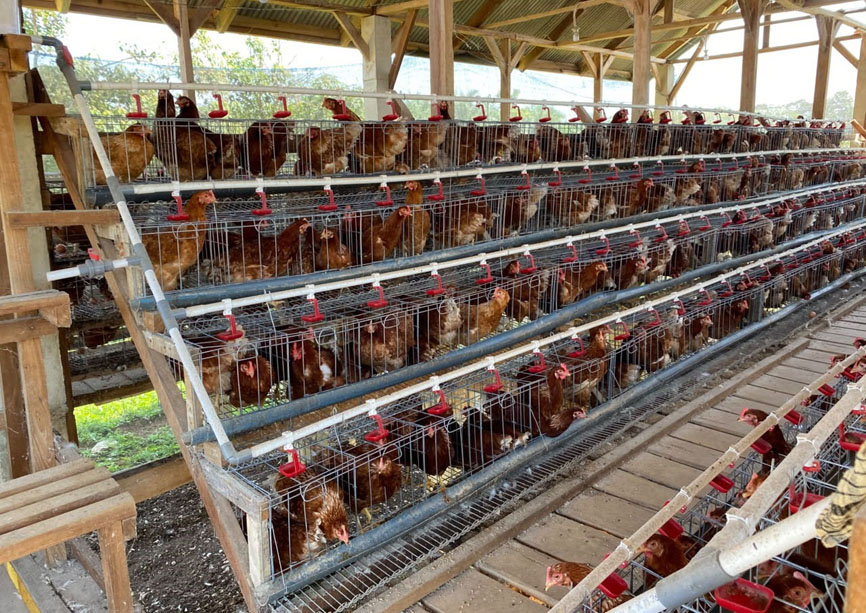 Desa Batu Raja Kembangkan Program Ayam Petelur Kemendes, Omzet Capai Rp300 Ribu per Hari