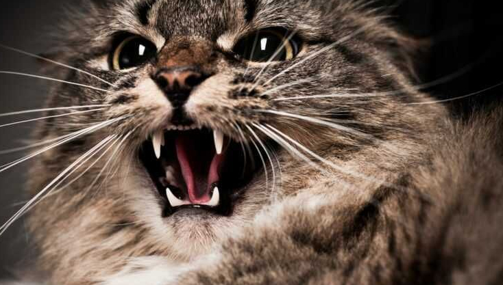 Kenali 10 Faktor Ini, Bisa Jadi Salah Satu Tanda Kucing Peliharaan Jadi Agresif