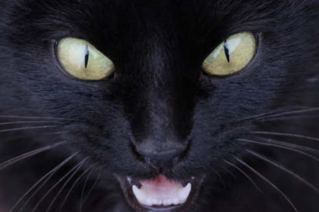 Kucing Hitam Identik Pembawa Sial, Mitos atau Fakta?