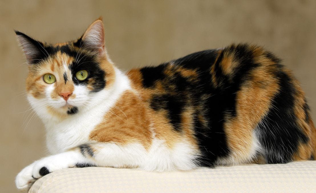 6 Fakta Menarik Kucing Calico, Si Belang Tiga yang Dipercaya Bawa Hoki
