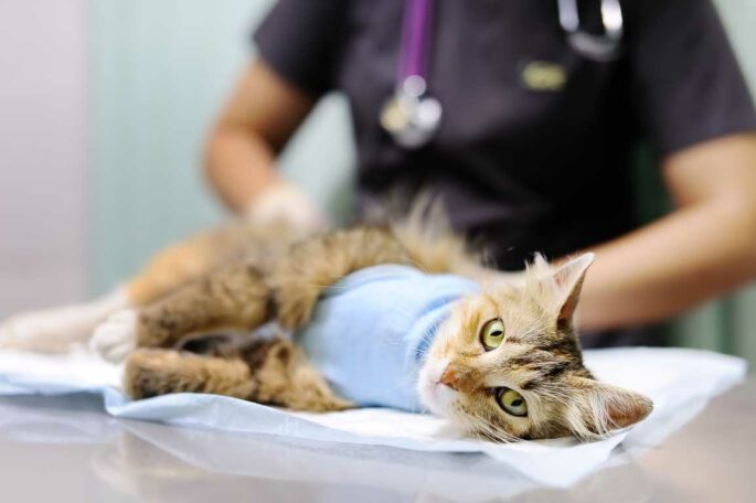Cat Lovers Wajib Tahu! Manfaat Sterilisasi pada Kucing Jantan