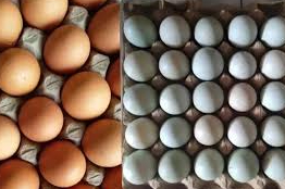 Antara Telur Ayam dan Telur Bebek, Mana yang Lebih Baik untuk Dikonsumsi? Begini Penjelasannya