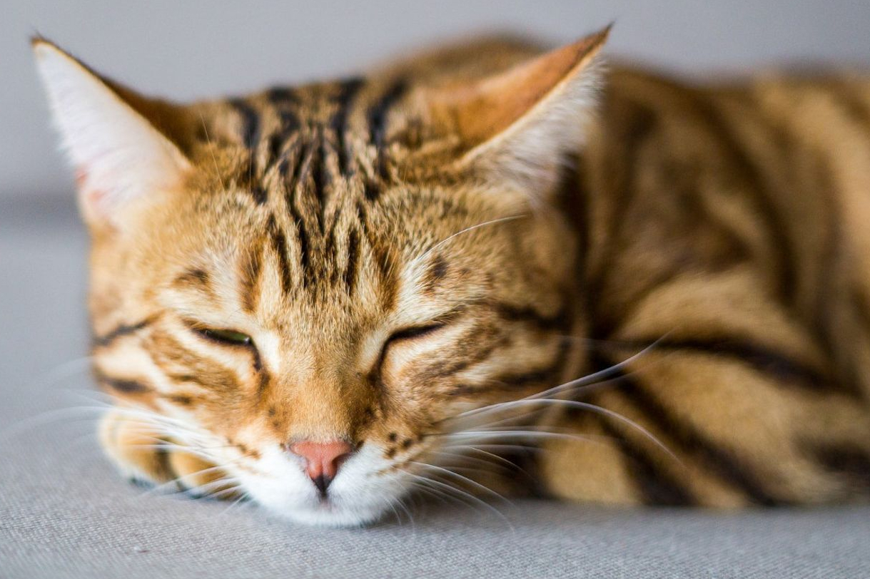 Mengatasi Batuk pada Kucing Gak Perlu Pakai Obat, Coba Gunakan Salah Satu dari Bahan Alami Ini