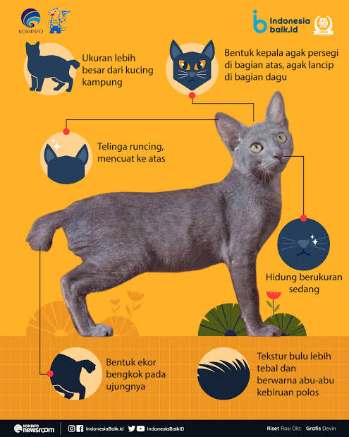 Kucing Ras Asli Indonesia Ini Dipercaya Memiliki Kekuatan Gaib