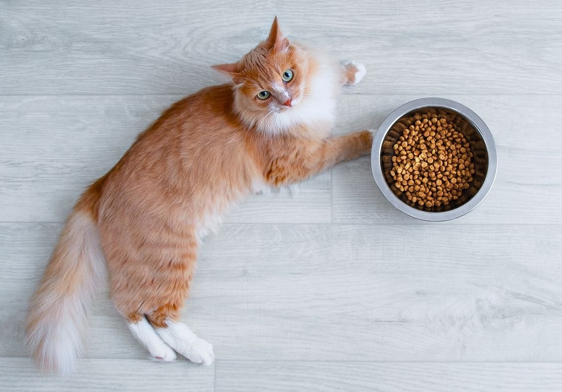 Merk Makanan Kucing Berkualitas, Cocok Untuk Buat Si Anabul Gemuk