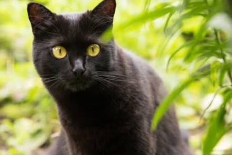 Lebih Dekat dengan Kucing Bombay: Si Hitam Menawan yang Setia, Ramah dan Penuh Kasih Sayang 