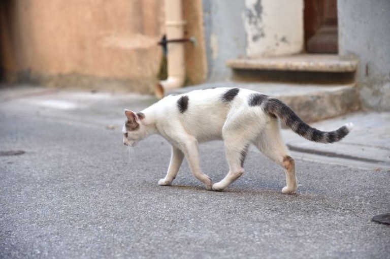 Penasaran Berapa Lama Kucing Mampu Bertahan Hidup Tanpa Makanan? Cek Hasil Survei Berikut