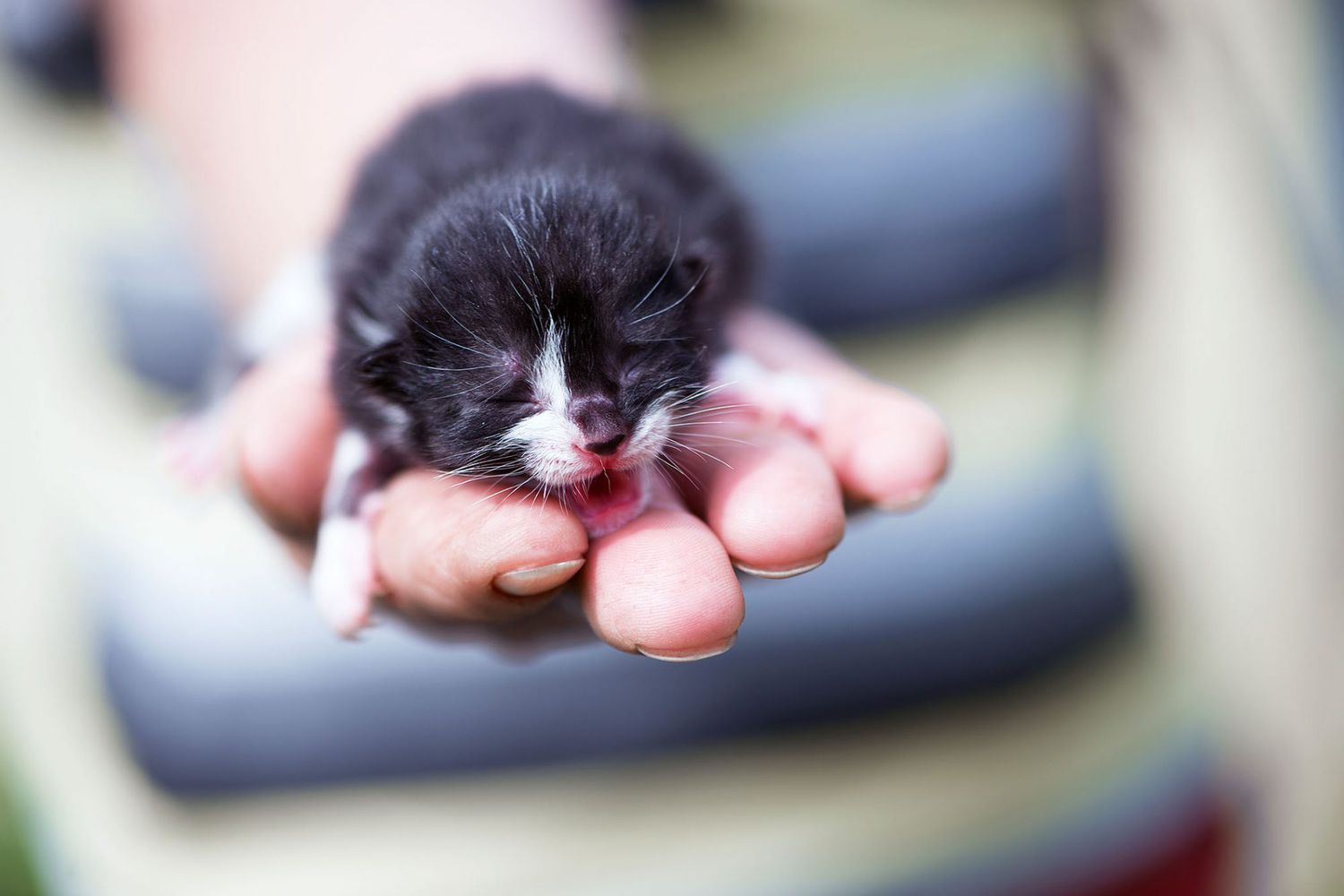 Penyebab Fadding Kitten Syndrome pada Anak Kucing dan Cara Pencegahannya