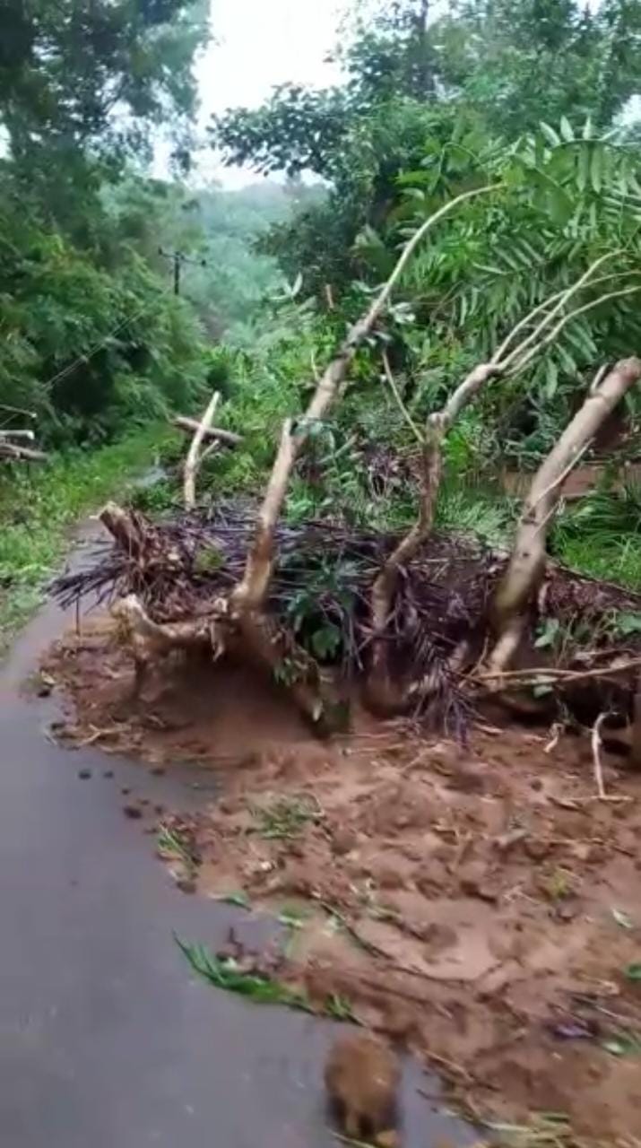 2 Rumah dan 3 Akses Jalan Terdampak Longsor, 5 Pohon Tumbang di Liku 9